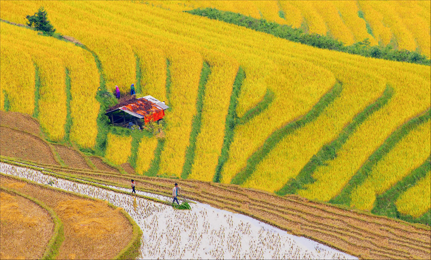 The beauty of terraced rice fields