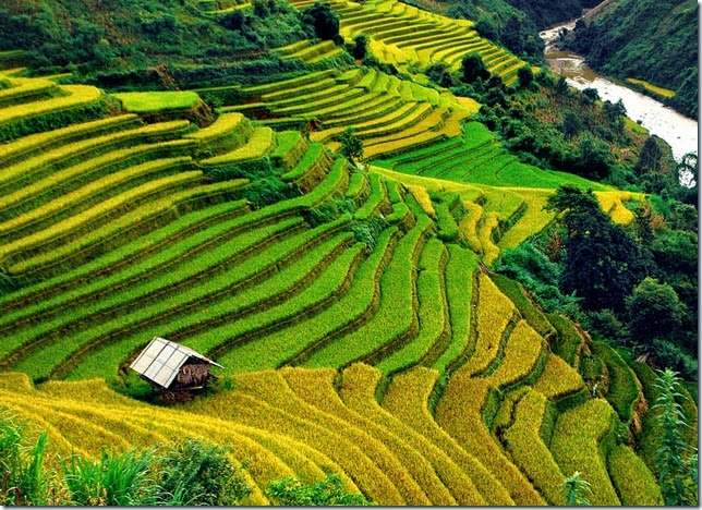 Vietnamese terraces on the list of landscapes beautiful to incredible