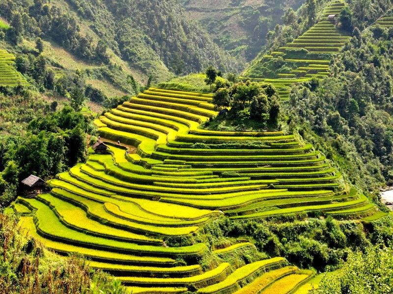 Sapa-Tours-in-Autumn-Come-to-see-the-yellow-fields1