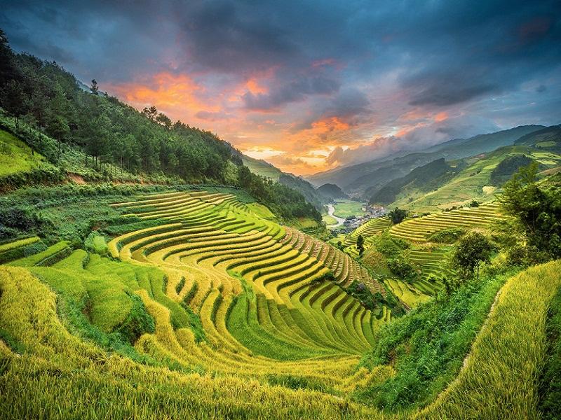 Sapa-Tours-in-Autumn-Come-to-see-the-yellow-fields2