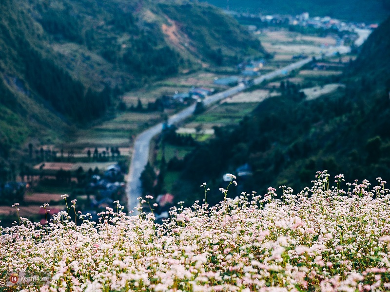 Top-4-most-beautiful-flowers-in-Sapa1