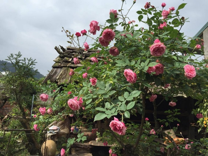 Top-4-most-beautiful-flowers-in-Sapa2