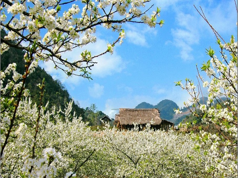 Top-4-most-beautiful-flowers-in-Sapa3