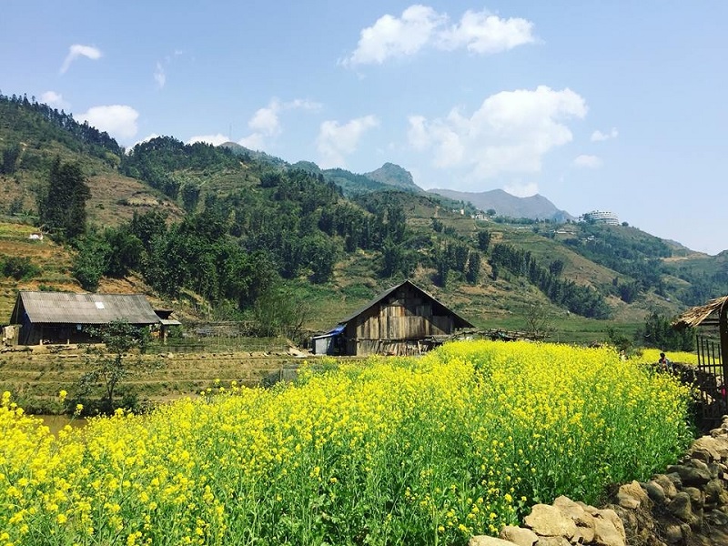 Top-4-most-beautiful-flowers-in-Sapa4