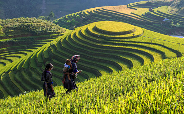 The picturesque scenery of Sapa in the golden season 1