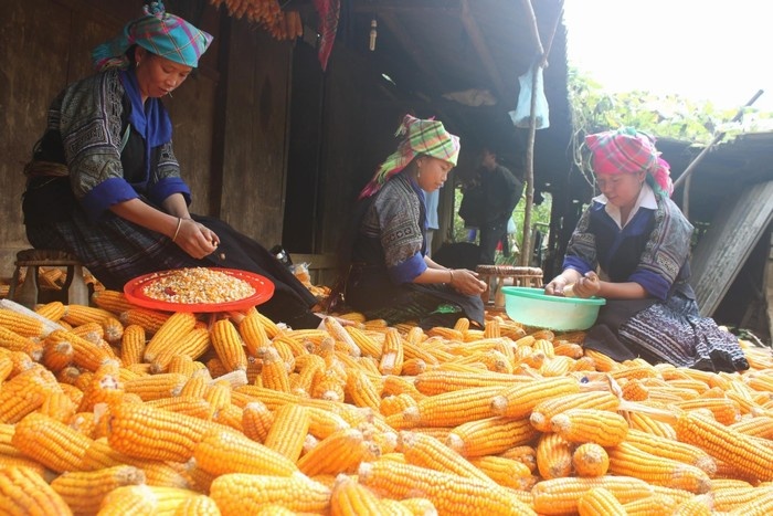 Bac Ha corn wine – a distinctive taste of Sapa 1