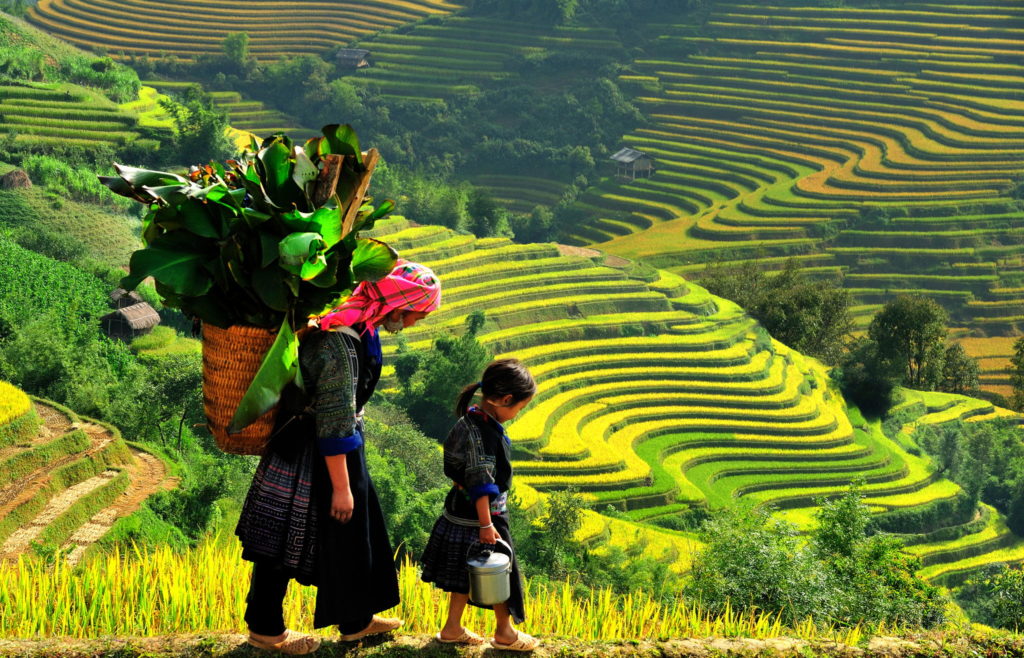 The terrace rice fields