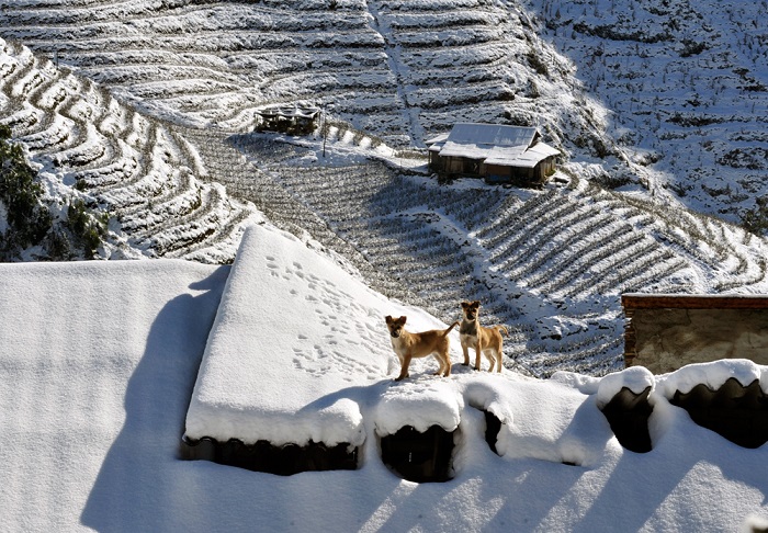 Terraced fields are all covered by snow