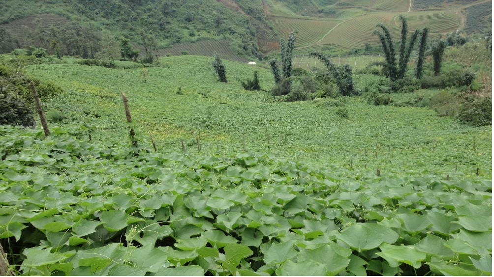 Chayote San Sa Ho 2