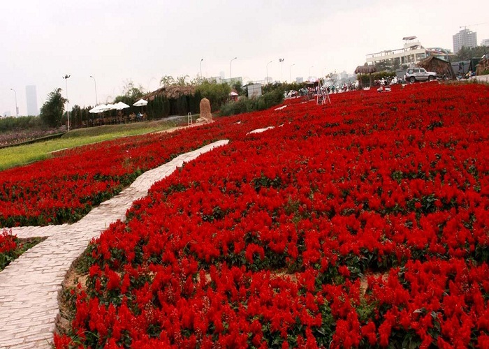 Rose Valley