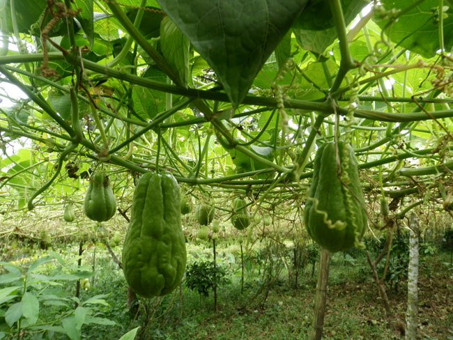 Chayote San Sa Ho