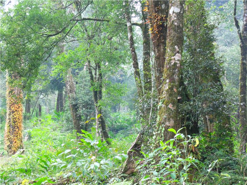 Hoang Lien National Park in Sapa
